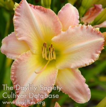 Daylily Here She Comes